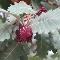 Agallas (Quercus pubescens)